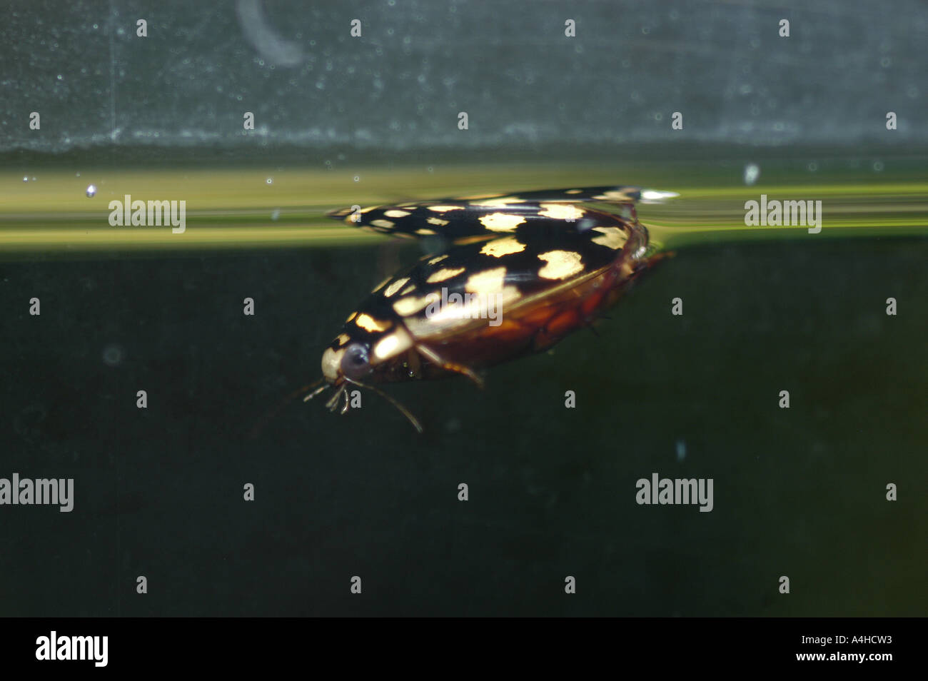 Il marmo sunburst Diving Beetle marmoratus Thermonectus immersioni utilizzando una bolla di aria nel suo addome subacquea acqua fresca acqua dolce alimentazione parafango respiro subacqueo strani insetti rari lago fiume beettle beettles beatle DIVING PREDACIOUS NUOTO acqua animali animali acquatici artropodi artropodi artropodi coleotteri Beetle bug a sangue freddo insetti coleotteri immersioni immersioni ectotherm ectothermic ectotherms fauna entomologica gli insetti Insecta insetti invertebrati invertebrati lone Foto Stock