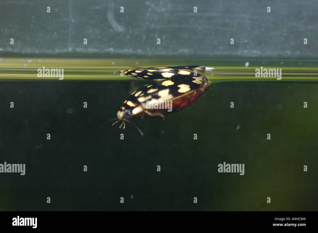 Il marmo sunburst Diving Beetle marmoratus Thermonectus immersioni utilizzando una bolla di aria nel suo addome subacquea acqua fresca acqua dolce alimentazione parafango respiro subacqueo strani insetti rari lago fiume beettle beettles beatle DIVING PREDACIOUS NUOTO acqua animali animali acquatici artropodi artropodi artropodi coleotteri Beetle bug a sangue freddo insetti coleotteri immersioni immersioni ectotherm ectothermic ectotherms fauna entomologica gli insetti Insecta insetti invertebrati invertebrati lone Foto Stock