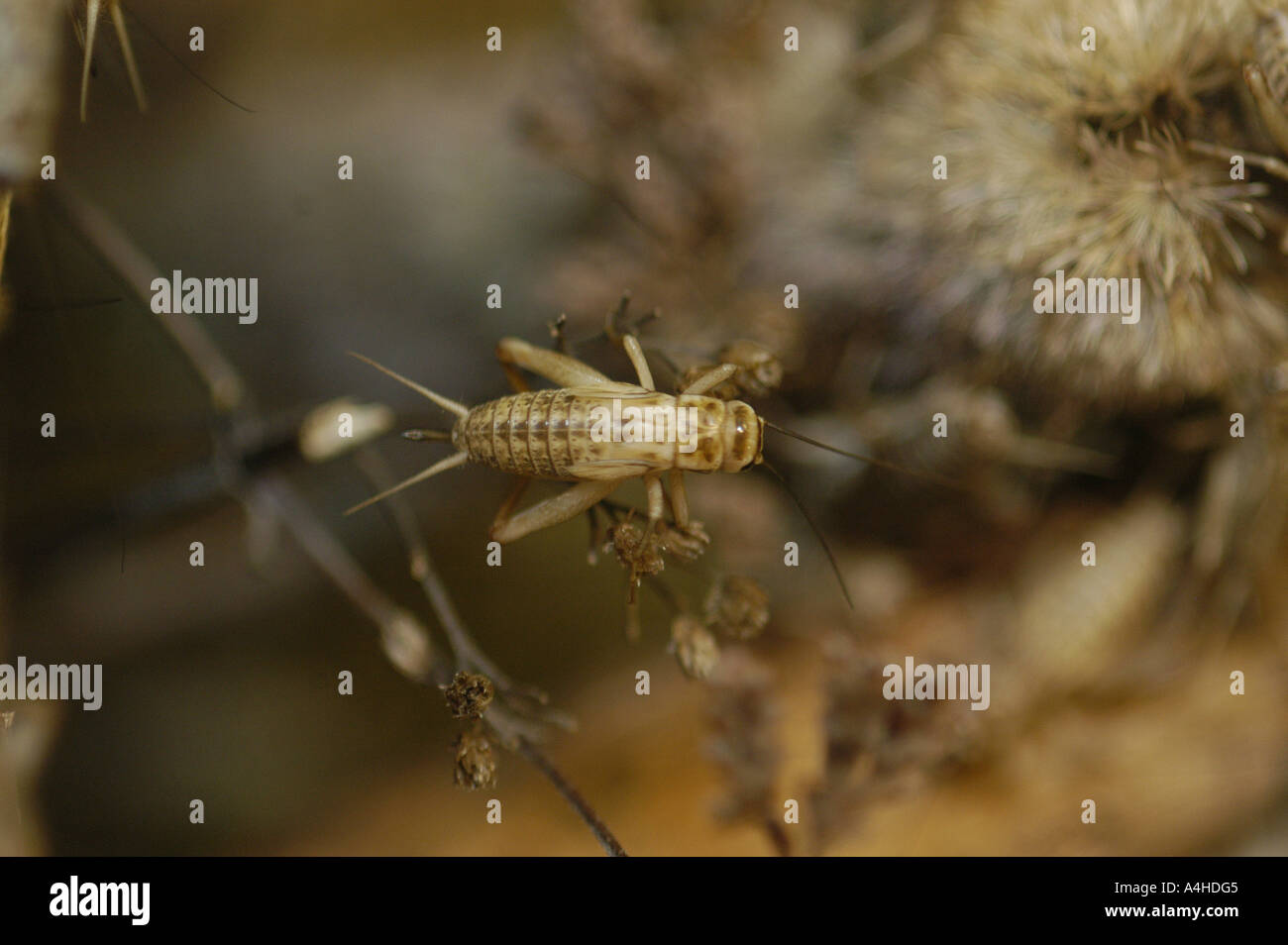 Cricket animale grilli insetto home casa animali della foresta di rumore  farm catena alimentare antenna rumorosa musicale bug di artropodi crawly  colore Foto stock - Alamy