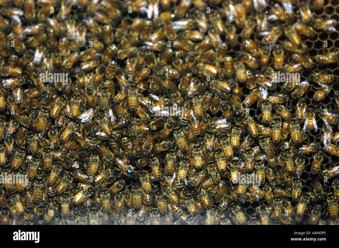 Api Miele bee Queen Bee con riferimento bianco e dei lavoratori su celle di covata dal bee hive honey bee s honey bee spaventato le api sono amon Foto Stock
