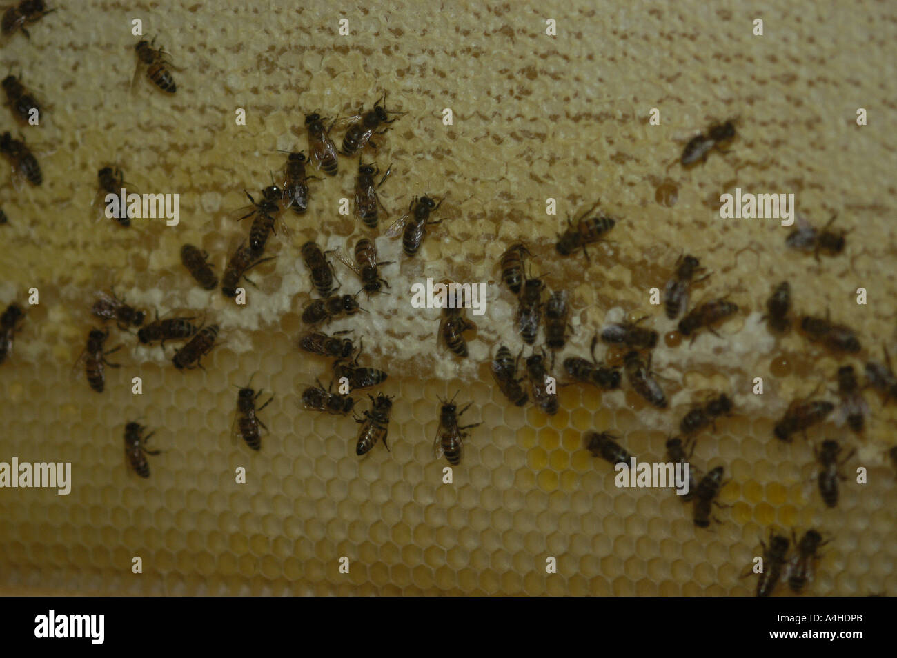 Api Miele bee Queen Bee con riferimento bianco e dei lavoratori su celle di covata dal bee hive honey bee s honey bee spaventato le api sono tra i più laboriosi insetti nel regno animale Questa bee queste api bee s un sacco di numero occupato gruppo buz ronzio comportamenti animali artropodi artropodi bee alveare il comportamento delle api bug bug pettine occupato sforzo ambienti ambiente azienda agricola fly volo battenti alimentare catena alimentare alimenti freschi habitat di habitat in un duro lavoro di agronomia agricoltura animale Comportamento Animale animal Foto Stock