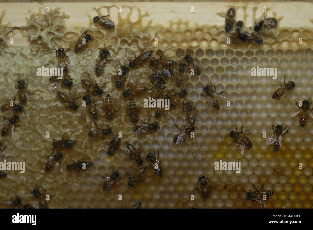 Api Miele bee Queen Bee con riferimento bianco e dei lavoratori su celle di covata dal bee hive honey bee s honey bee spaventato le api sono amon Foto Stock
