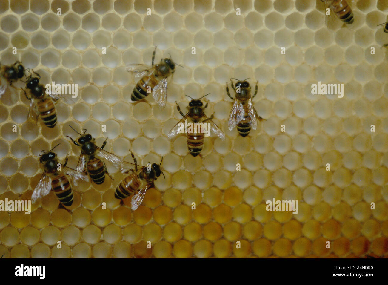 Api Miele bee Queen Bee con riferimento bianco e dei lavoratori su celle di covata dal bee hive honey bee s honey bee spaventato le api sono amon Foto Stock