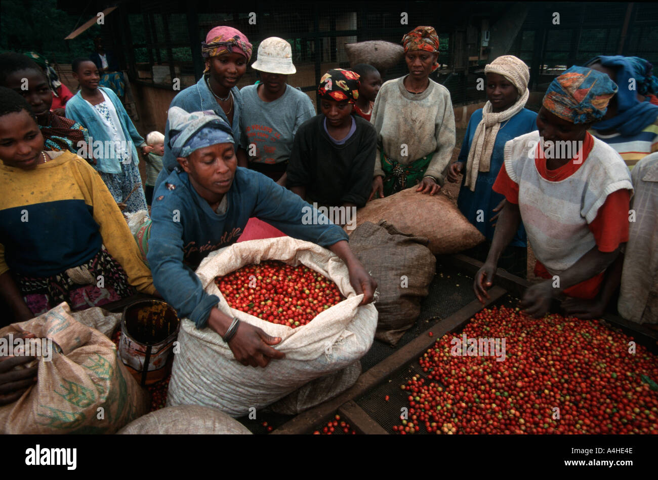 Bacche di caffè raccolto. Raccoglitori consegnare le bacche mature per lo stabilimento di trasformazione di Kilimanjaro Tanzania Foto Stock