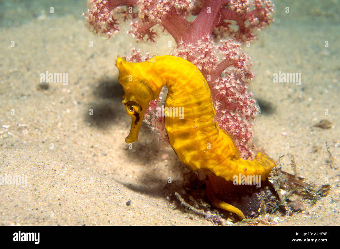 Bianco Cavalluccio Marino Hippocampus whitei, avvolto intorno al rosa corallo morbido Foto Stock