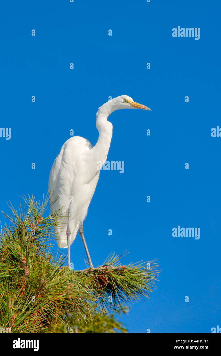 Snowy airone bianco su pine tree branch contro il cielo chiaro Foto Stock Snowy airone bianco su pine tree branch contro il cielo chiaro Foto Stock