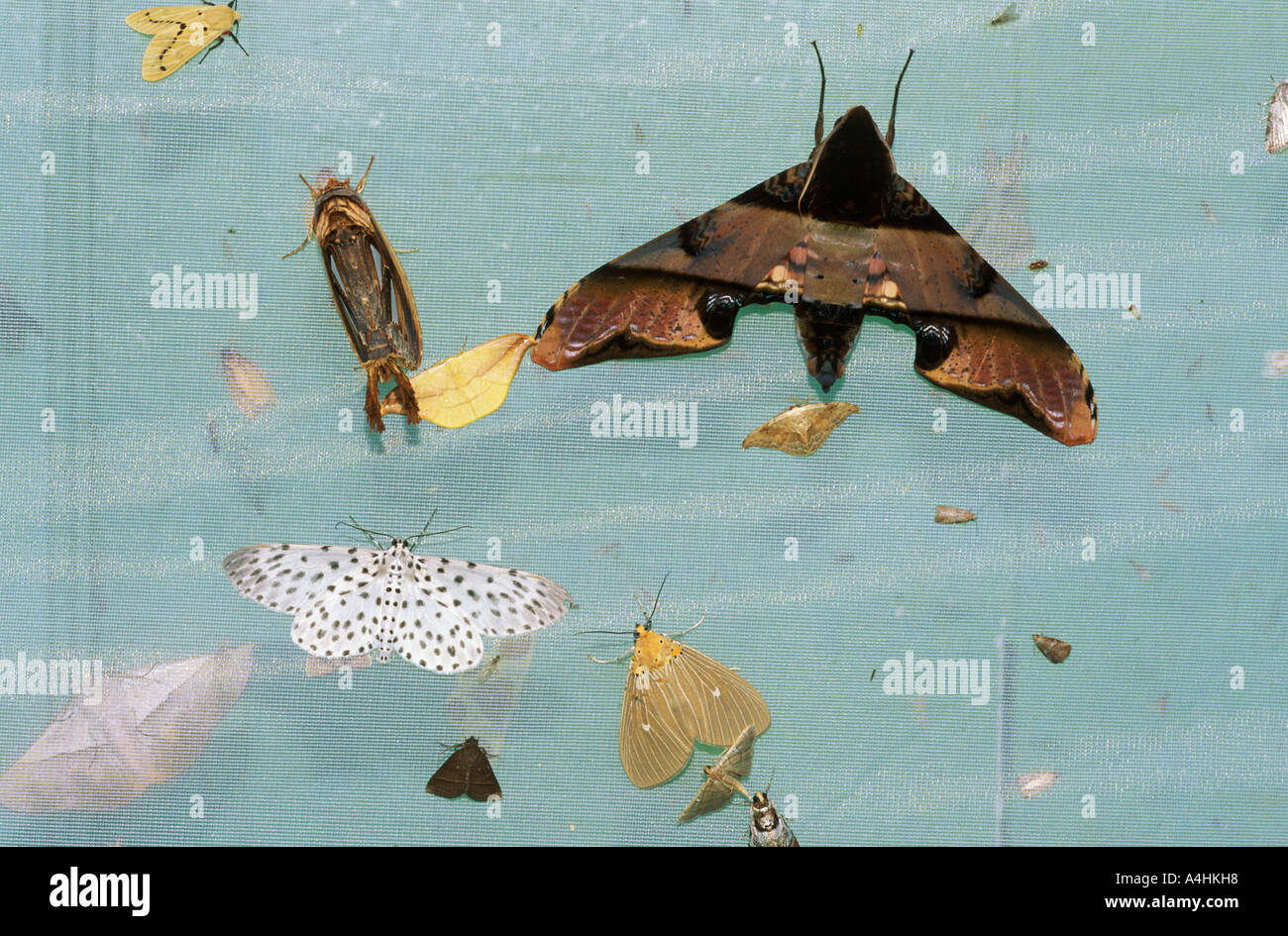 Falene mothes Malaysia Foto Stock