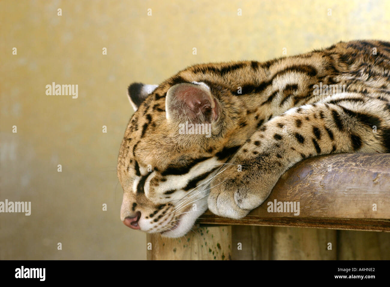Il gatto selvatico Sleeping Foto Stock