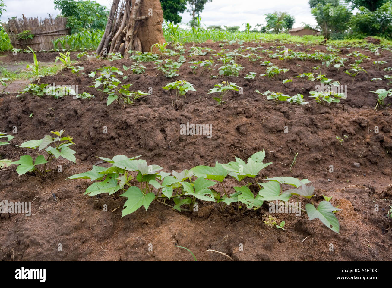 Patate dolci crescente nel villaggio di Makosana Africa Malawi Foto Stock