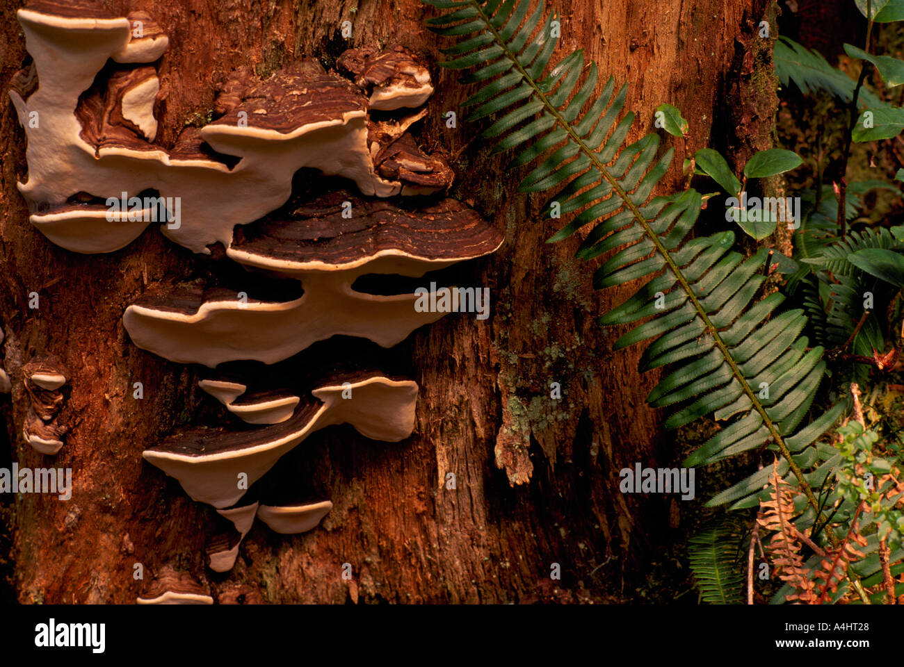 Ripiano funghi che crescono su un albero morto Trunk in British Columbia Canada Foto Stock