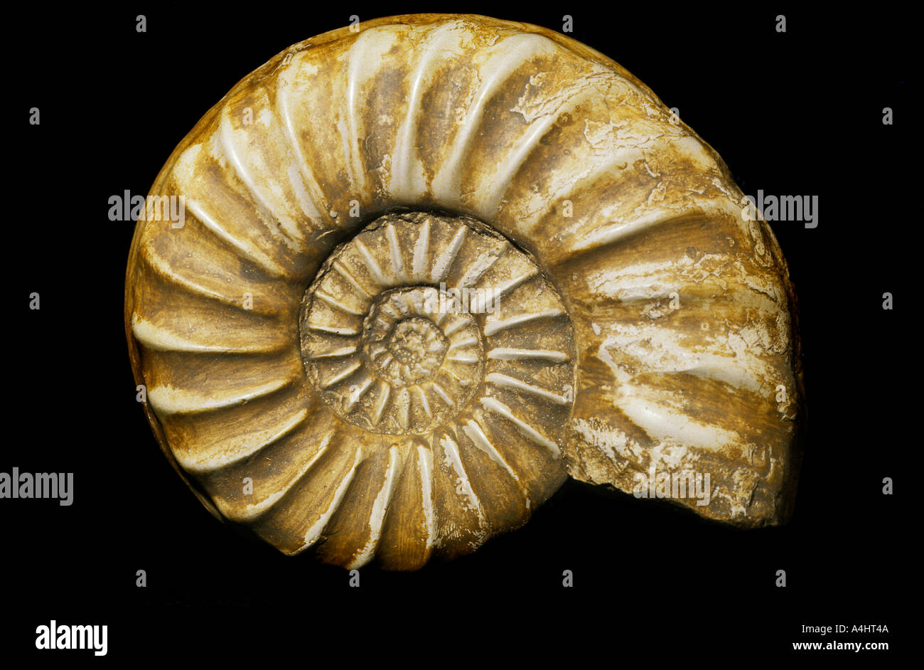 Ammonita Asteroceras fossili obtusum Giurassico Inferiore Dorset Regno Unito su sfondo nero REGNO UNITO Foto Stock