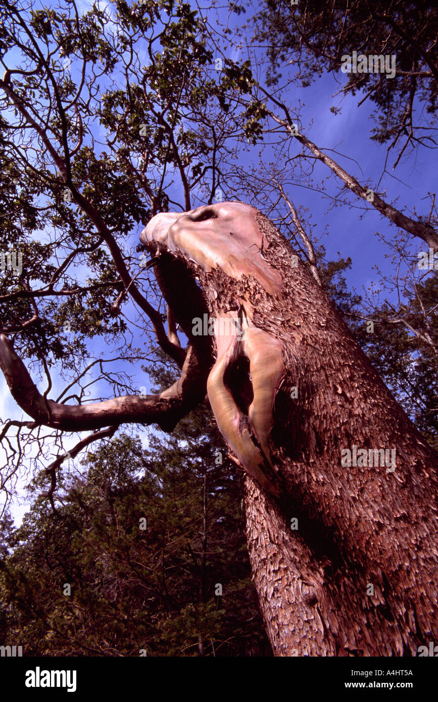 Un corbezzolo (Arbutus menziesii) tronco di albero in British Columbia Canada Foto Stock