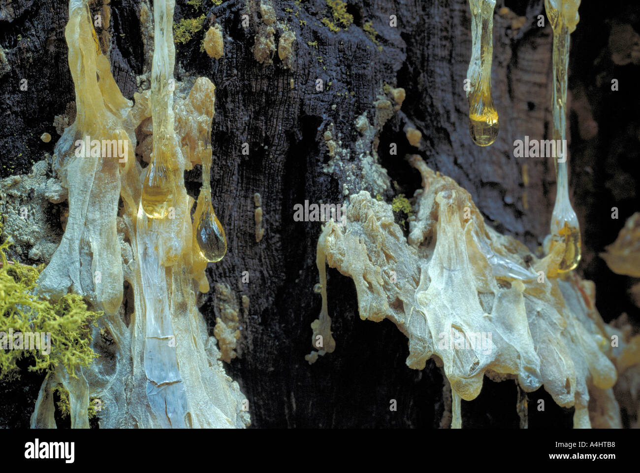 Struttura di resina passo il gocciolamento della Ponderosa Pine (Pinus ponderosa) tronco di albero Foto Stock