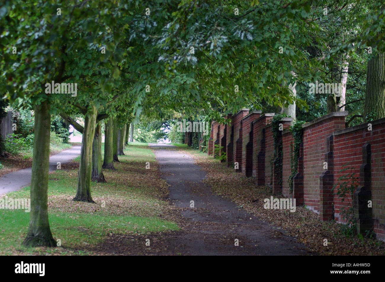 Viale di alberi con sentieri e bussole UK Foto Stock