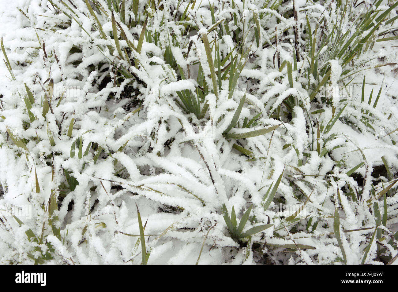 Snow Laden Crocus foglie, Girton College di Cambridge Foto Stock