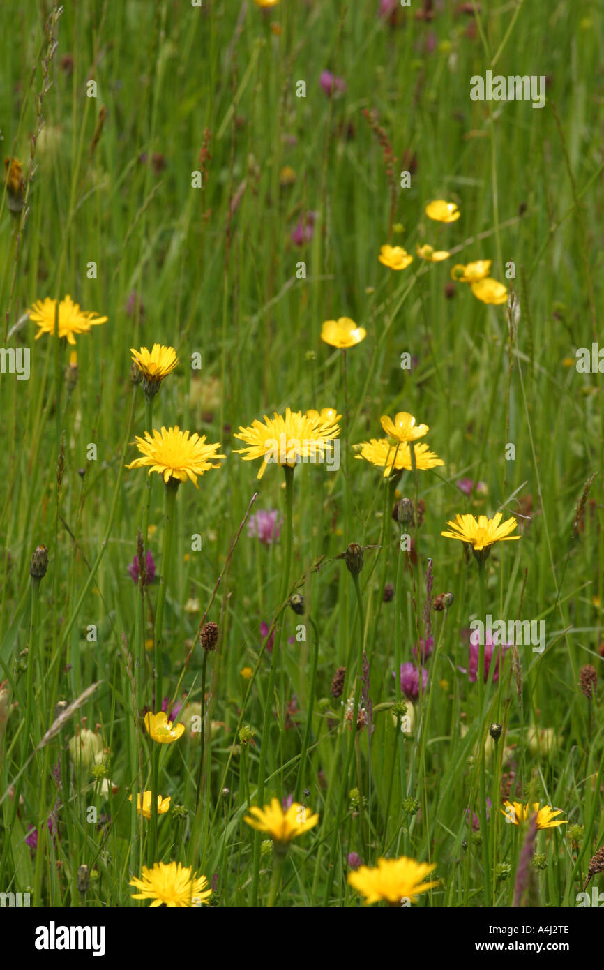 Fiori di prato Inghilterra fine maggio primi di giugno Foto Stock