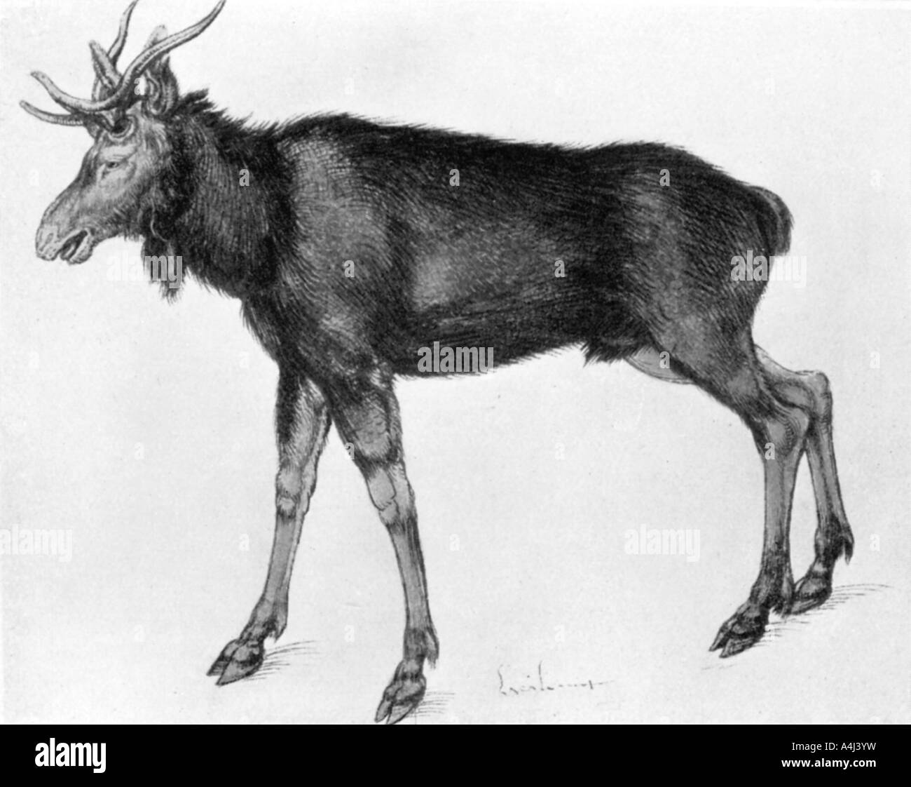 "Giovane Scandinavian Elk con corna immaturo', la fine del XV e gli inizi del XVI secolo (1913).Artista: Albrecht Dürer Foto Stock