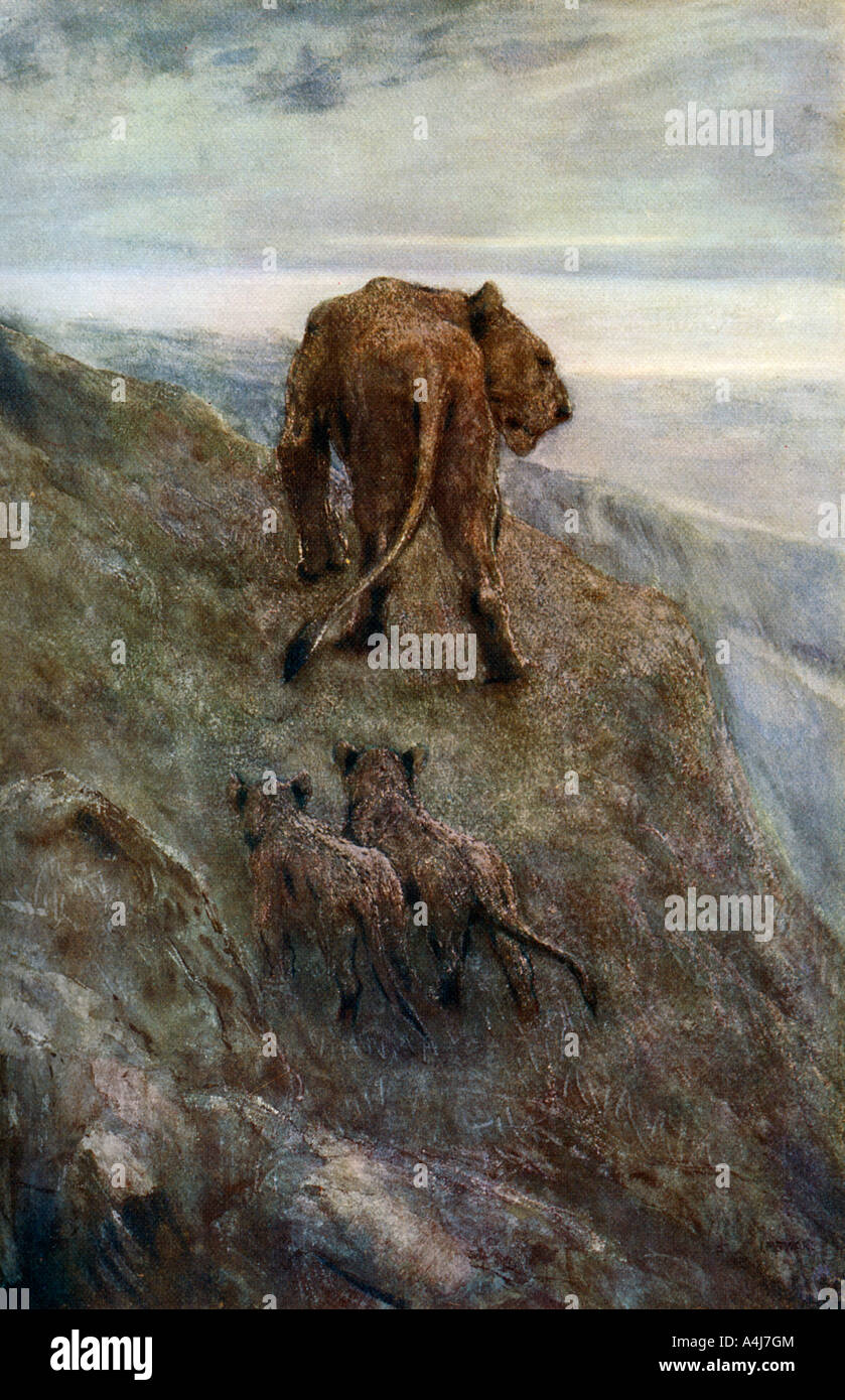 "Sull'avviso - Leonessa e lupetti', c1878-1910, (1912).Artista: John MacAllan Swan Foto Stock