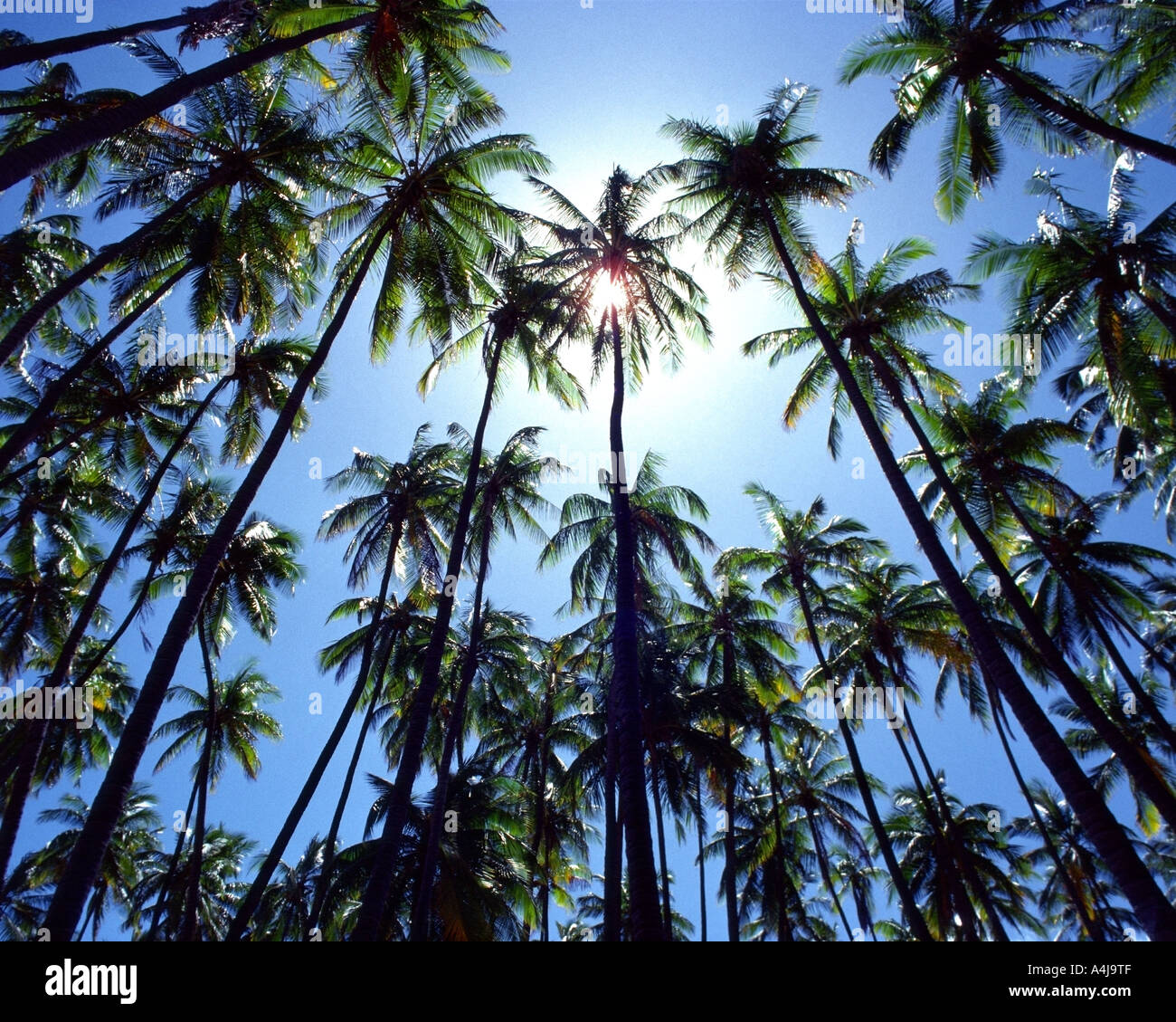 Stati Uniti - Hawaii: Coconut Grove at Kapuaiwa su Molokai Foto Stock