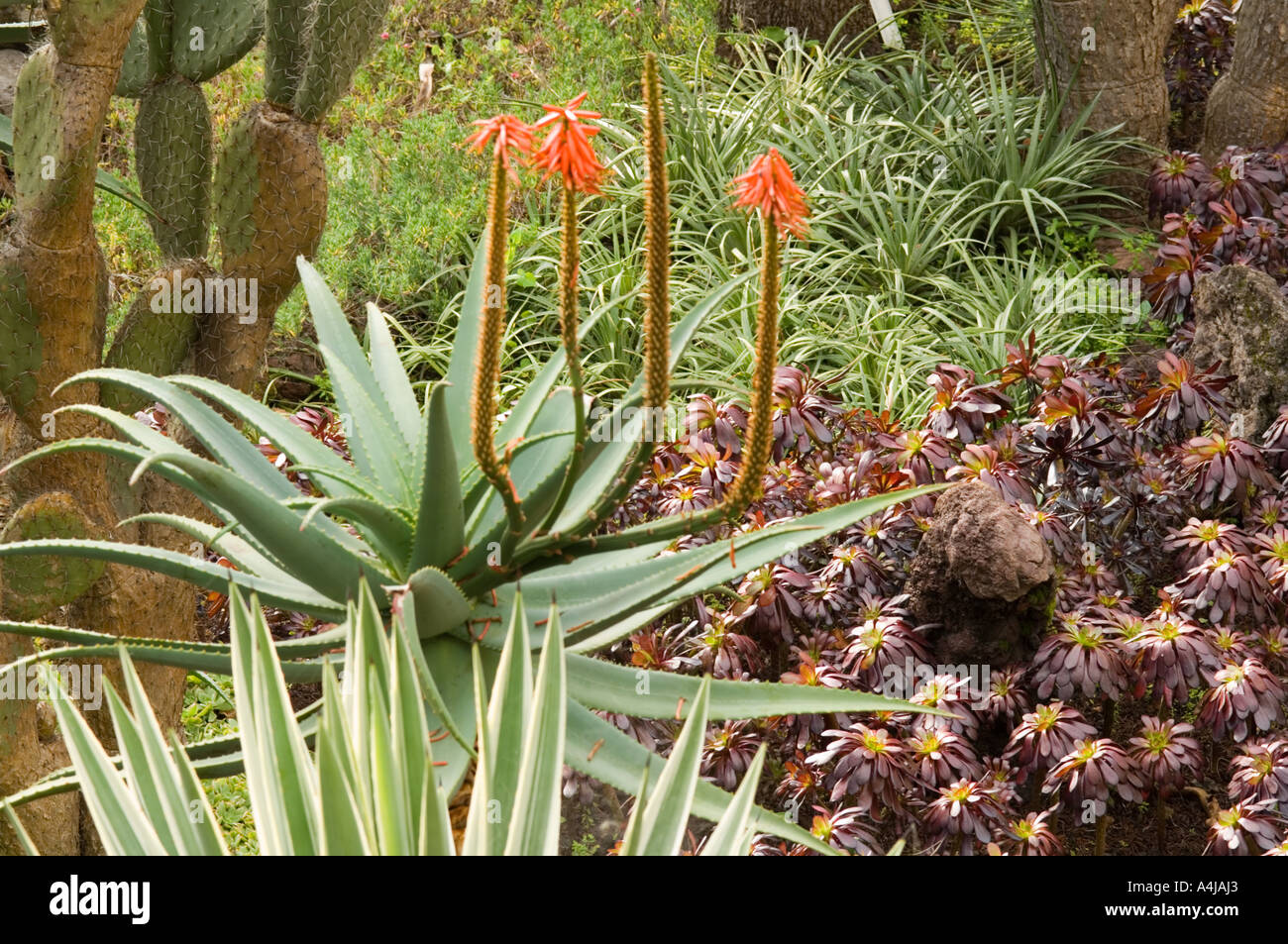 Fioritura di cactus nel Giardino Botanico, Funchal, Madeira, Portogallo, Europa Foto Stock