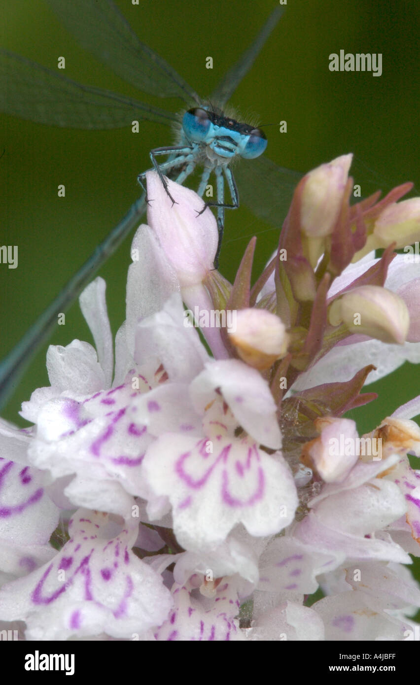 Primo piano marsh-orchid meridionale Foto Stock