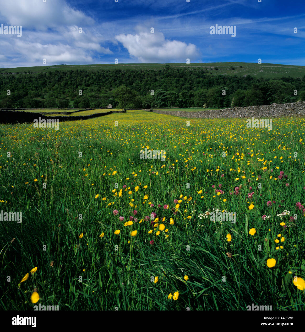 Prati fioriti,Littondale,Yorkshire Dales,Inghilterra. Foto Stock