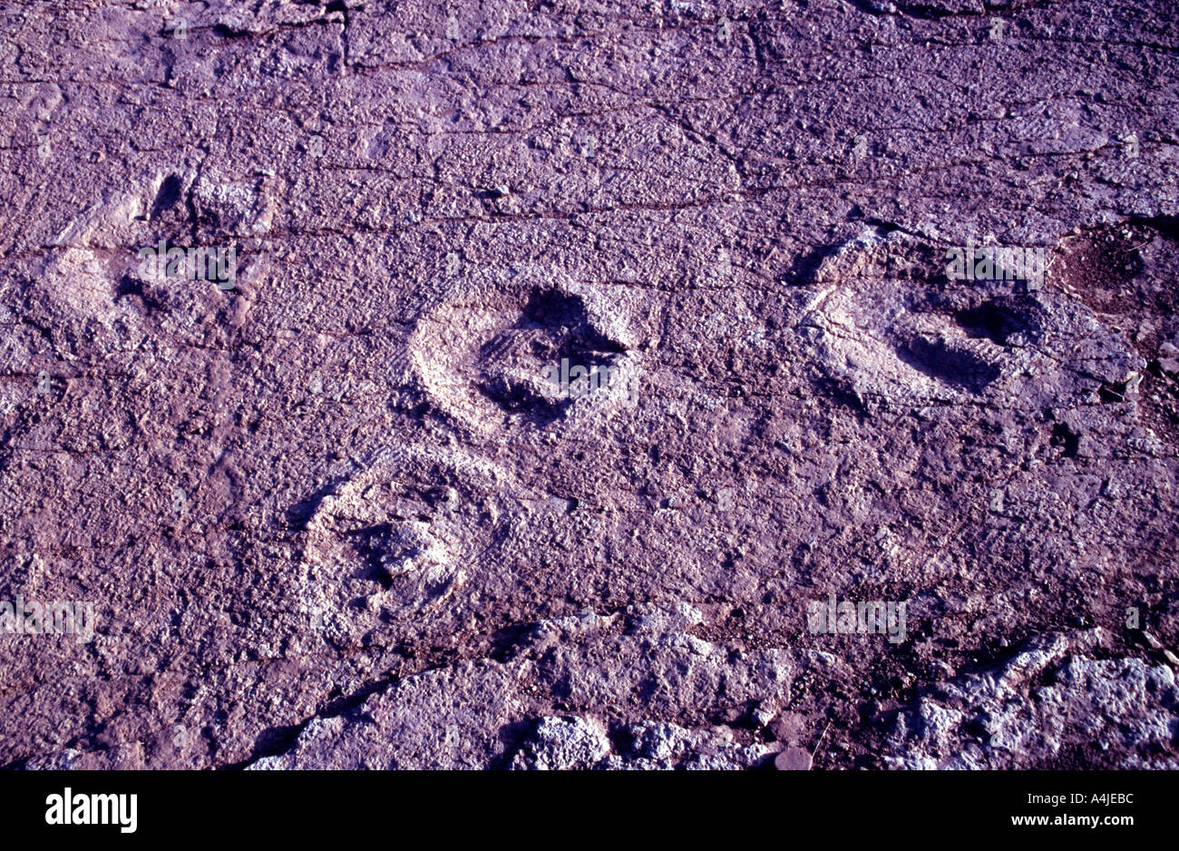 La Patagonia Argentina 6 Gen 04 fossili di dinosauro nei pressi di El Chocon Neuquen James Sturcke Foto Stock