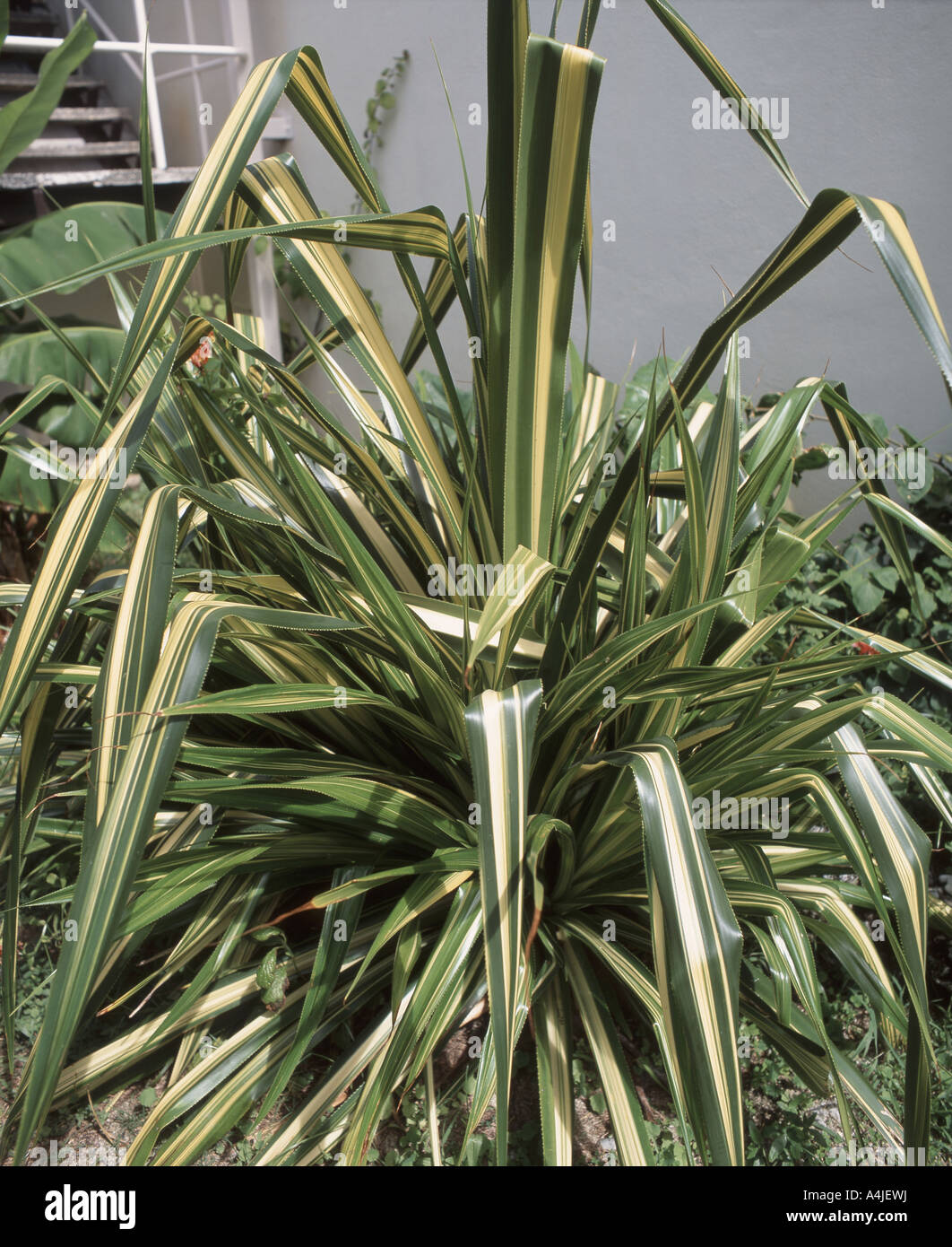 Nativo di Nuova Zelanda pianta di lino (Formium), Canterbury, Nuova Zelanda Foto Stock