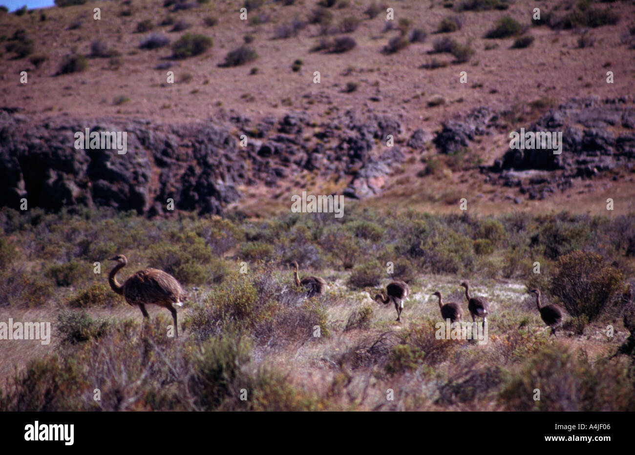 La Patagonia Argentina 27 Nov 03 una famiglia di rheas a Cabo Dos Bahias vicino Camarones Chubut Argentina James Sturcke Foto Stock