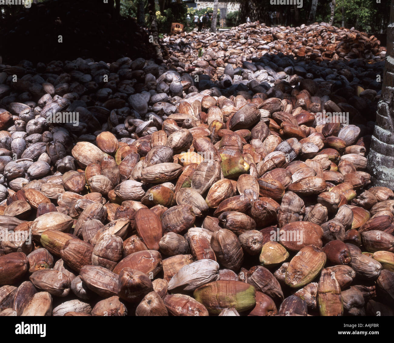 Cumulo di noci di cocco secche, Anse Source D'Argent Beach, la Digue, Repubblica delle Seychelles Foto Stock