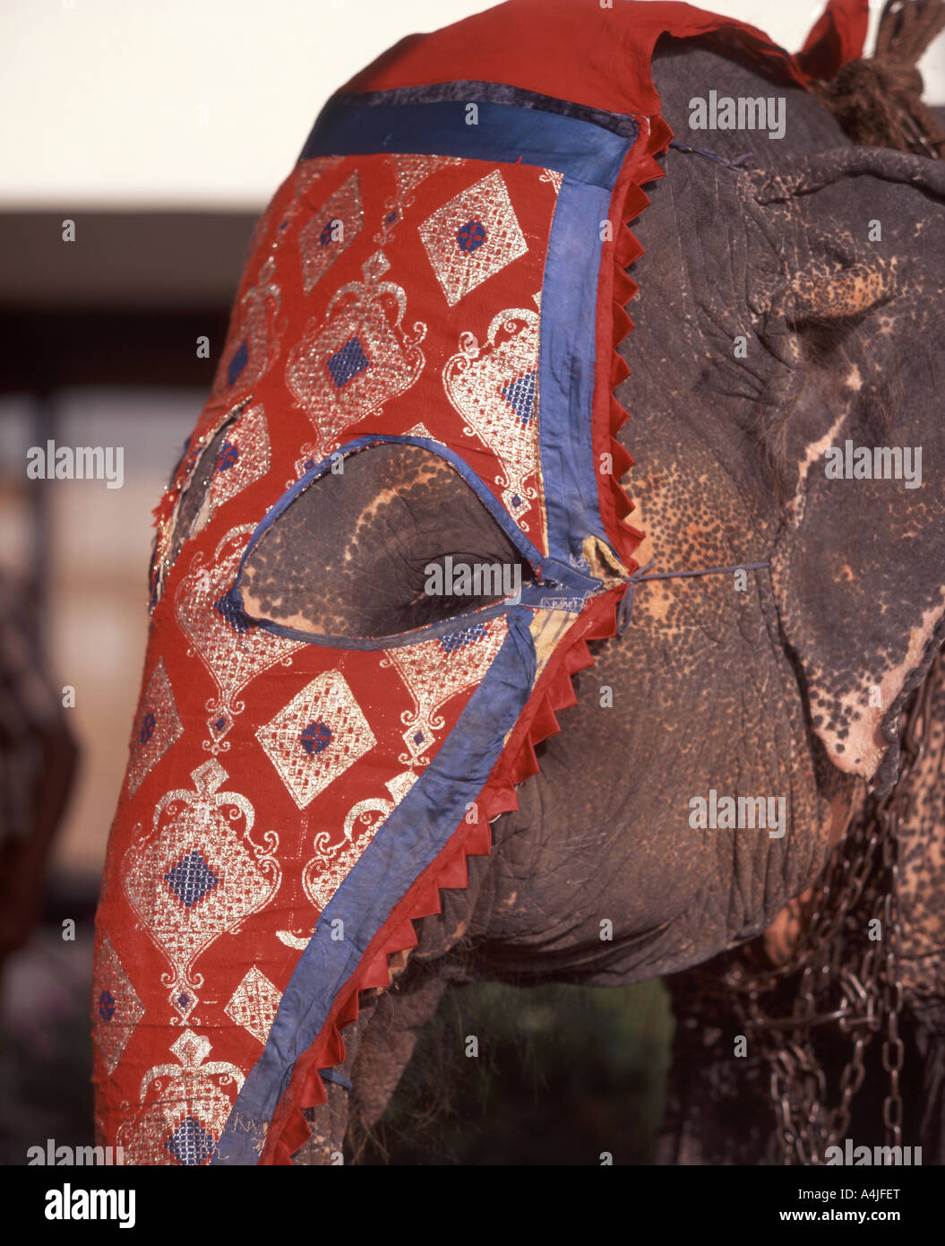 Il cerimoniale di elefante, Colombo, sud della provincia, Sri Lanka Foto Stock