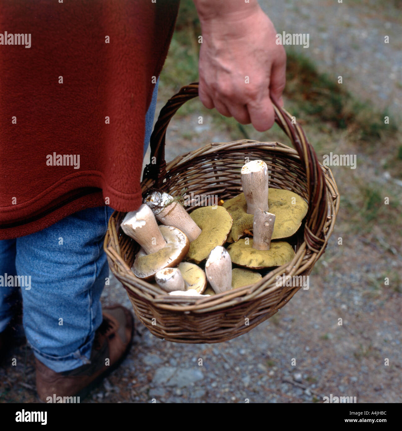 Una donna che porta un cesto di Ceps Boletus edulis raccolti mentre foraging funghi nella campagna a Powys metà Galles UK KATHY DEWITT Foto Stock