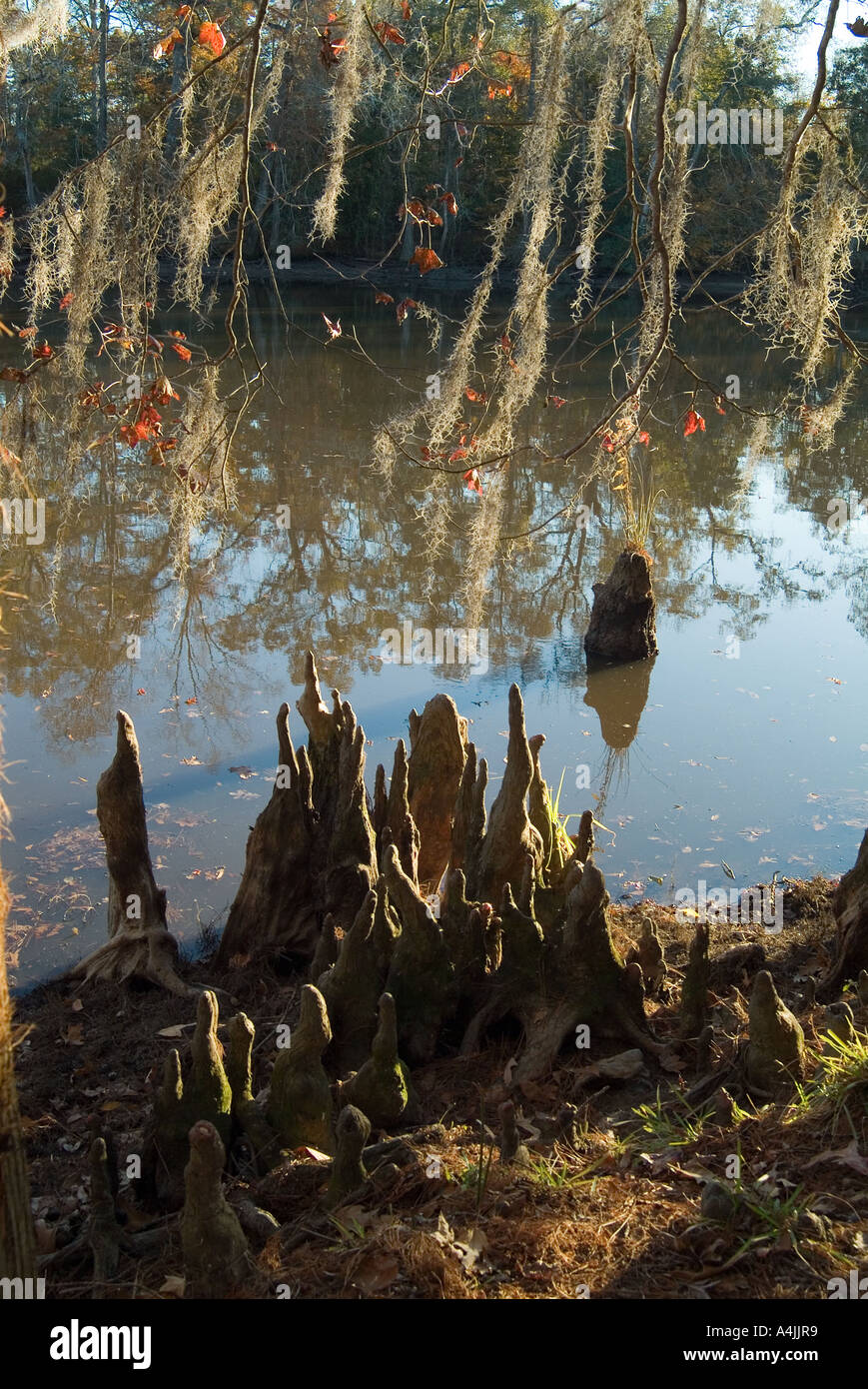 Sam Houston Jones del Parco Statale di Lake Charles, Louisiana Foto Stock