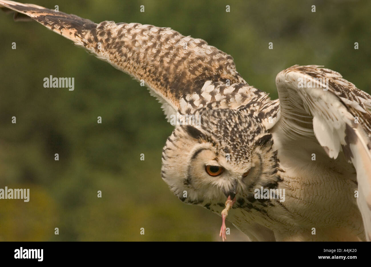 Turkmenian gufo reale (Bubo bubo turcomanus) adulto in volo con il cibo nel becco captive North Yorkshire England Regno Unito Foto Stock