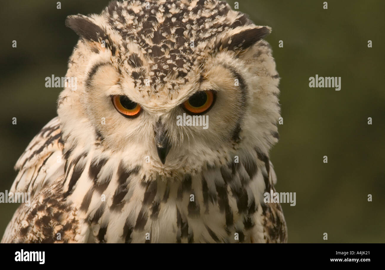 Turkmenian gufo reale (Bubo bubo turcomanus) adulto, captive, UK Europa Foto Stock
