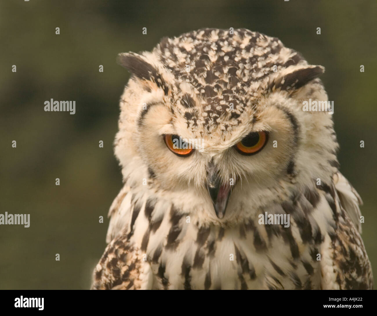 Turkmenian gufo reale (Bubo bubo turcomanus) adulto, captive, REGNO UNITO Foto Stock