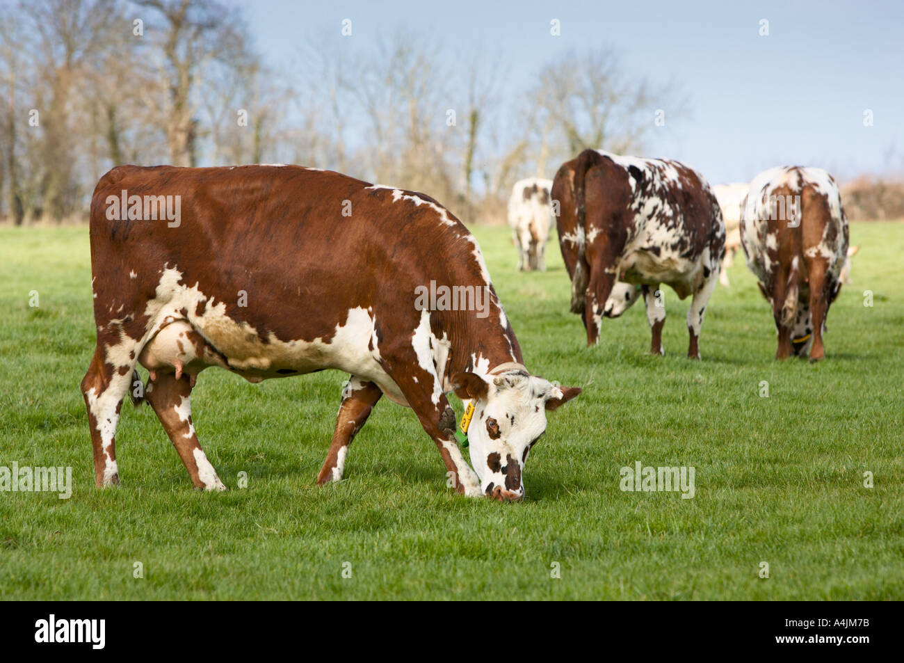 Normande mucche al pascolo in un campo Normandia Francia Europa Foto Stock