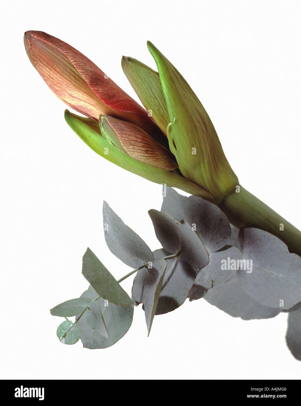 Una in una serie di cinque riprese da primo piano di un fiore emergente di Amaryllis Foto Stock