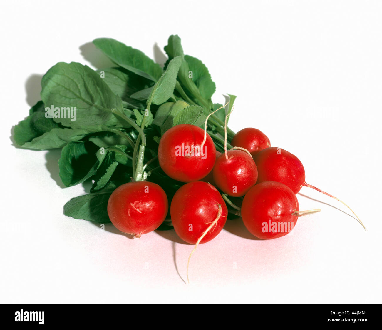 Mazzo di rossi Ravanelli Foto Stock