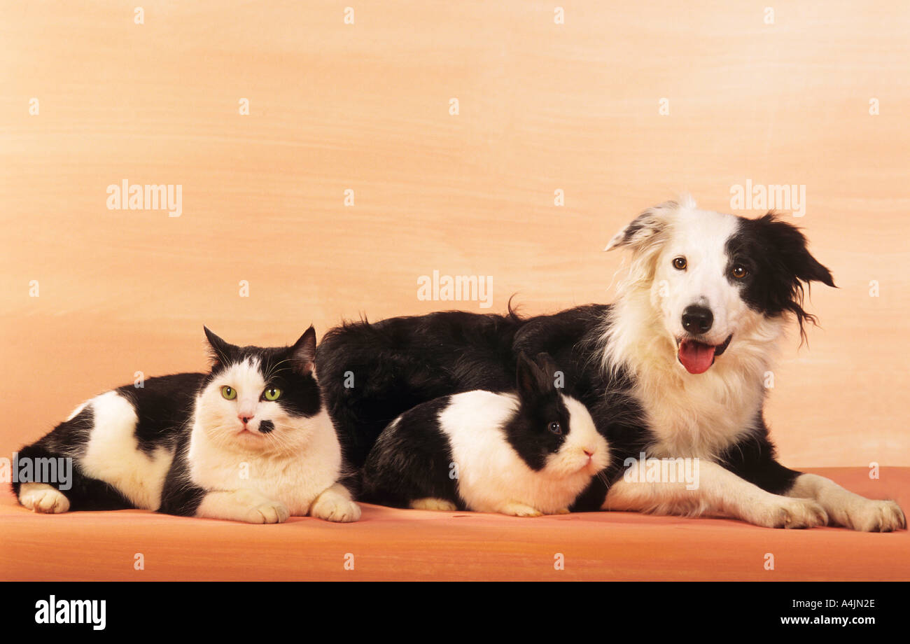 Amicizia animali : Border Collie, il gatto domestico e il coniglio domestico che giace accanto a ciascun altro Foto Stock