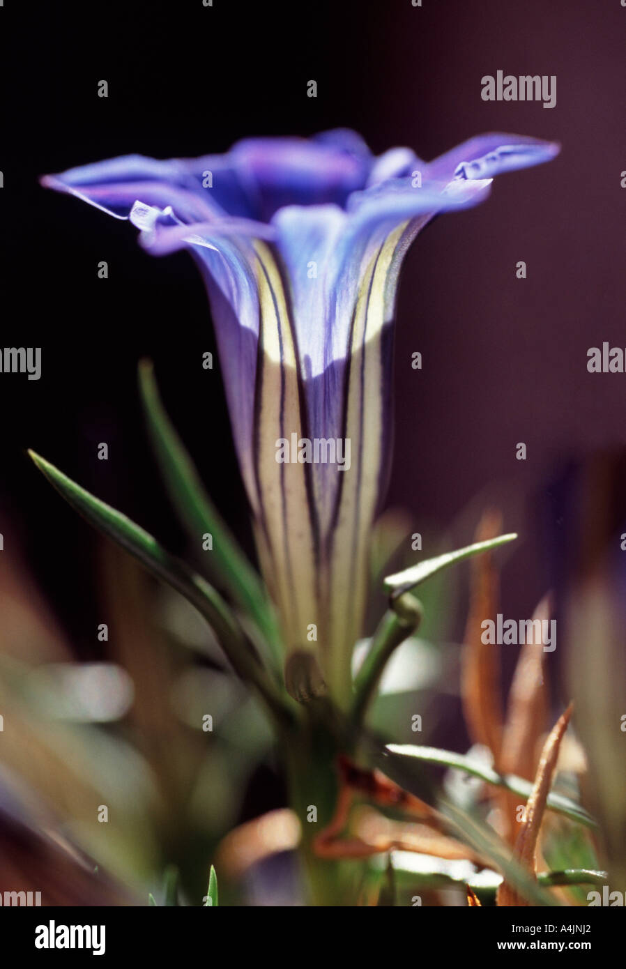 Gentiana sino ornata Foto Stock