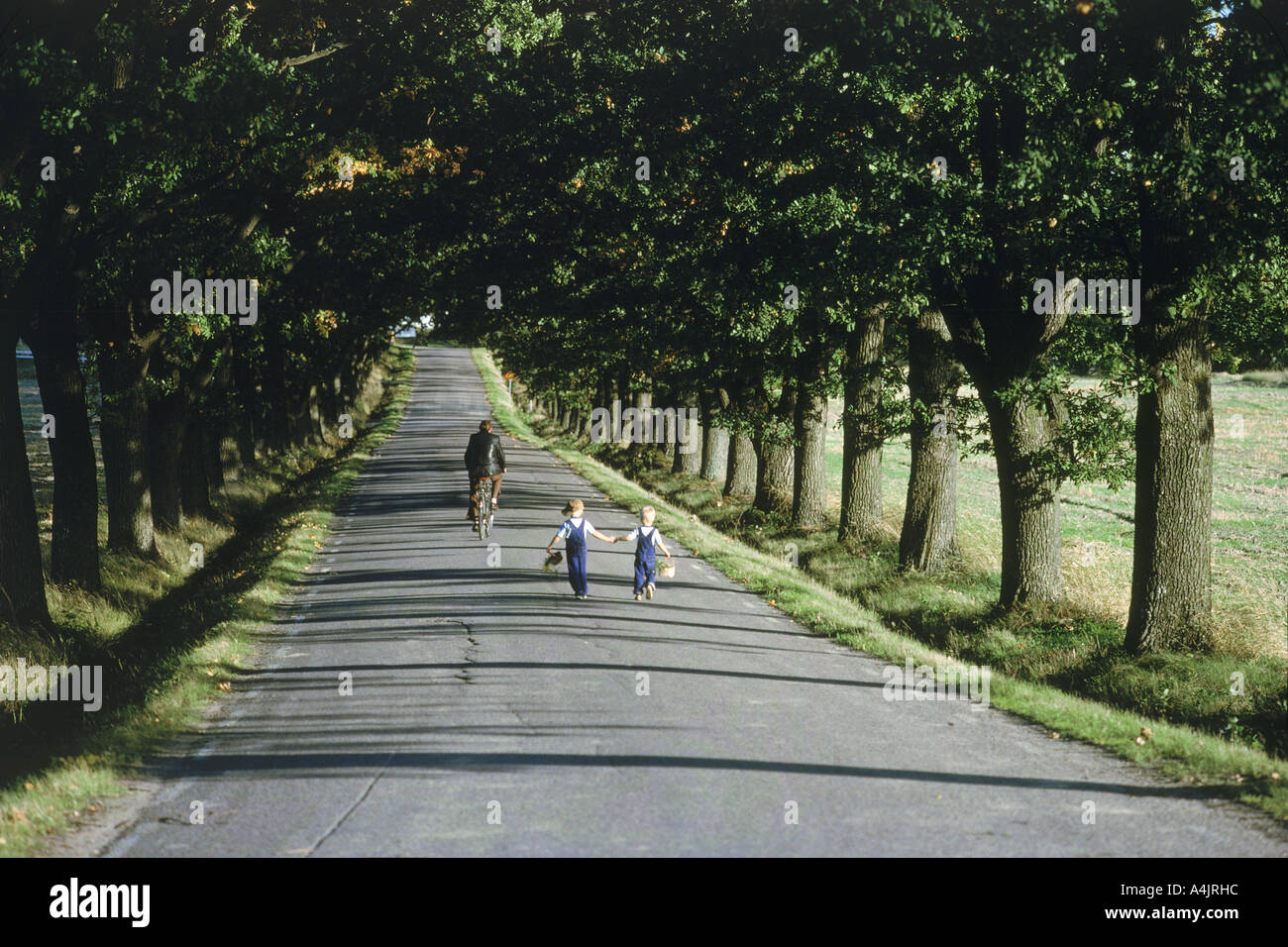 I ragazzi in estate tenendo le mani su di un viale alberato di strada di campagna in Svezia con passaggio di noleggio Foto Stock