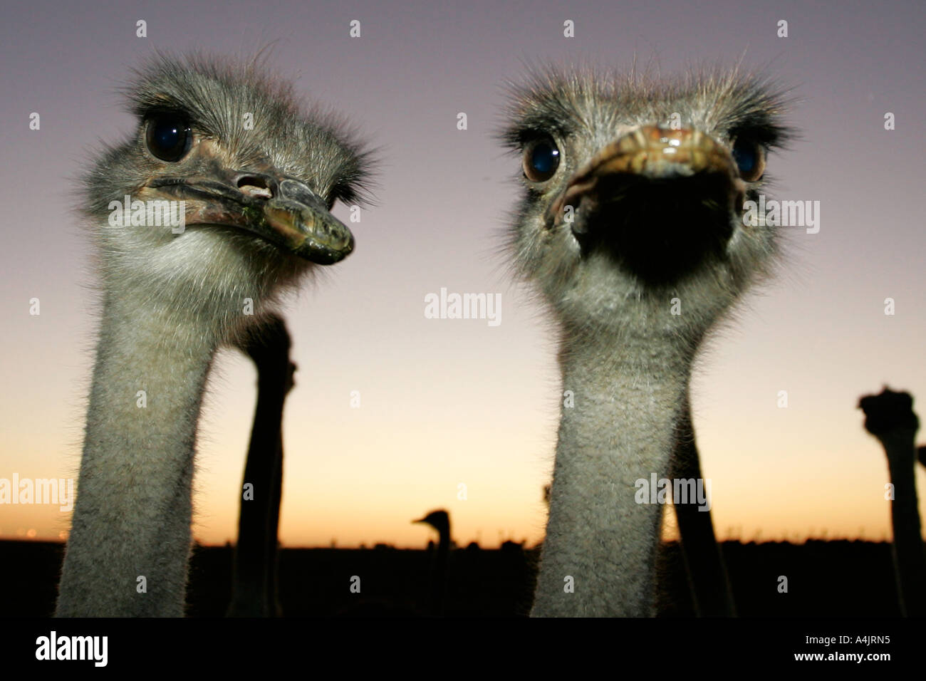 Close-up verticale di due uccelli di struzzo al tramonto. Foto Stock