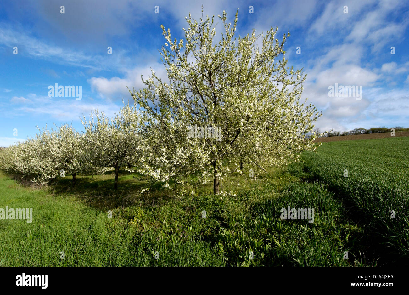 Apple Blossom tree in primavera; Auvergne. Francia Foto Stock