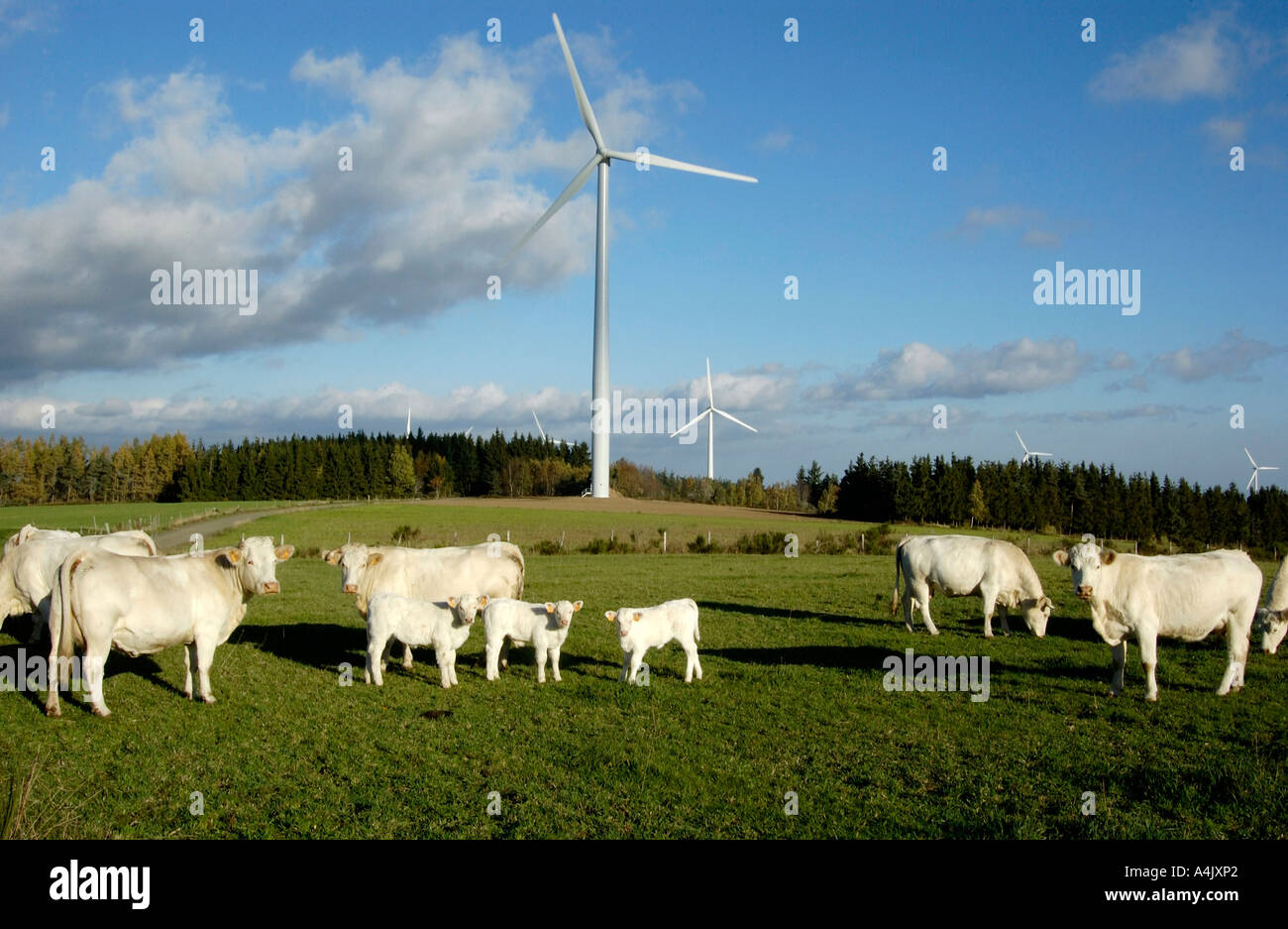 Le turbine eoliche in un campo con le mucche. Haute Loire. Auvergne. Francia Foto Stock