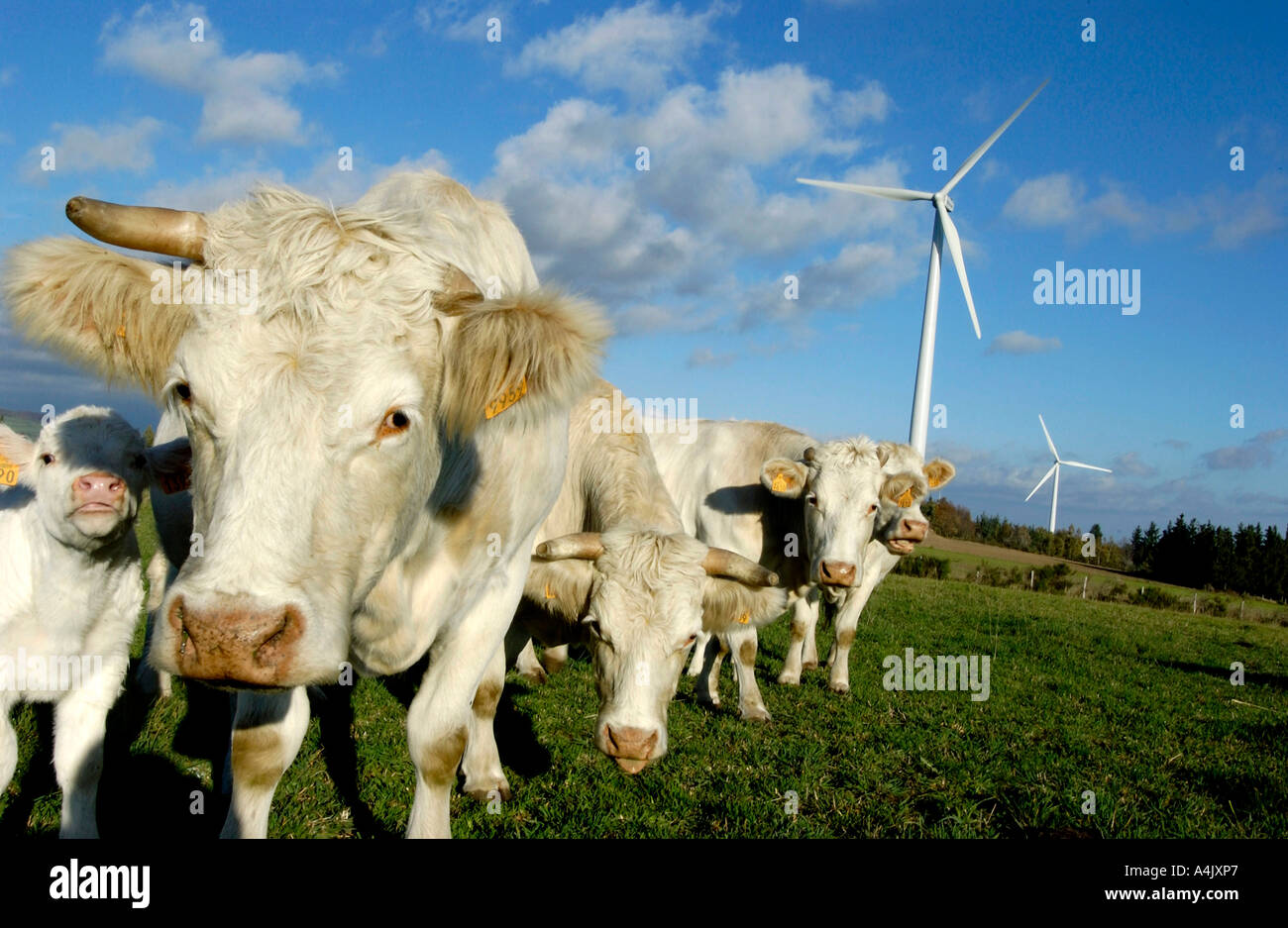 Le turbine eoliche in un campo con le mucche. Haute Loire. Auvergne. Francia Foto Stock