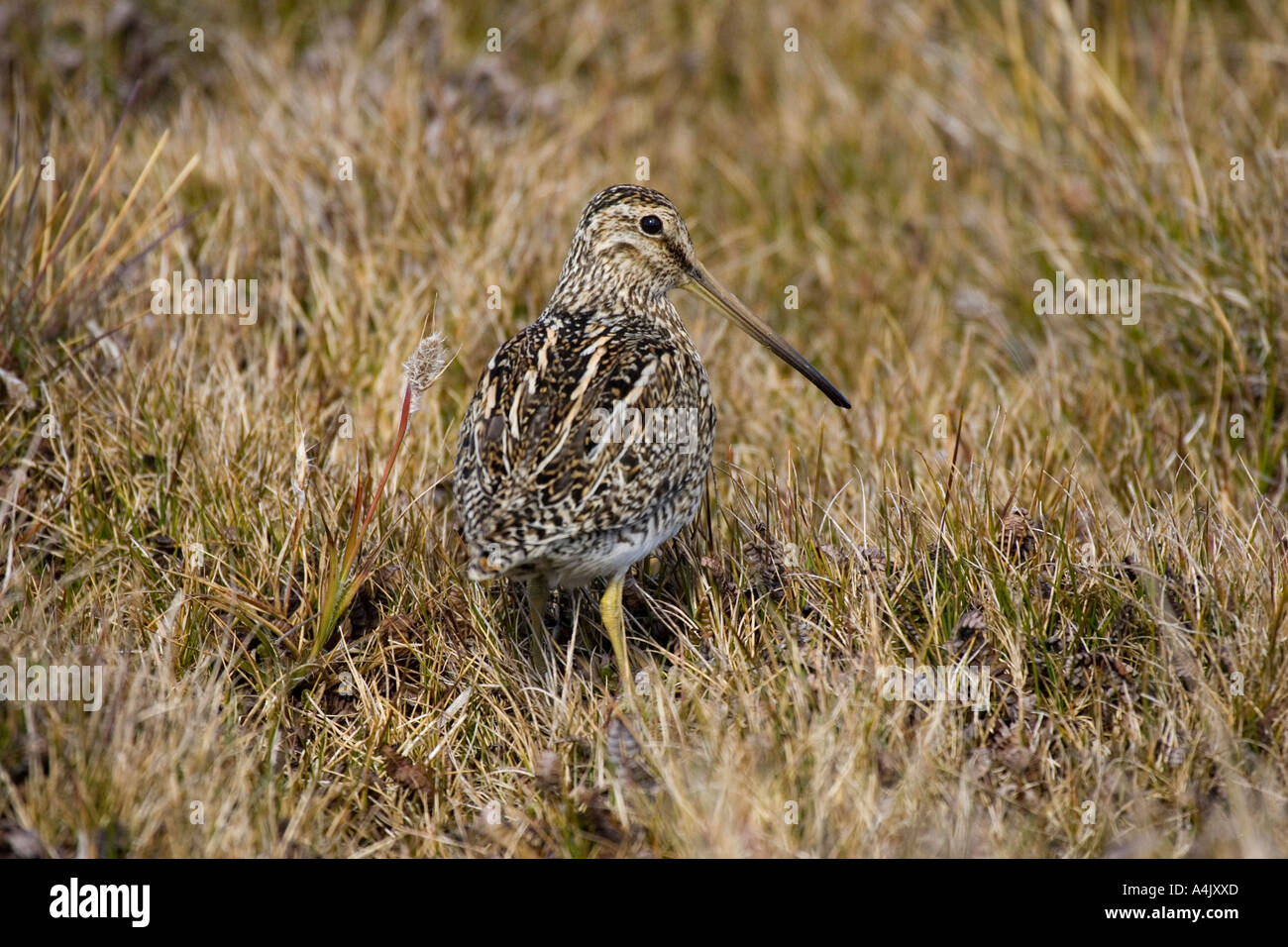 Comune o Magellan beccaccino Gallinago gallinago paraguaiae Foto Stock