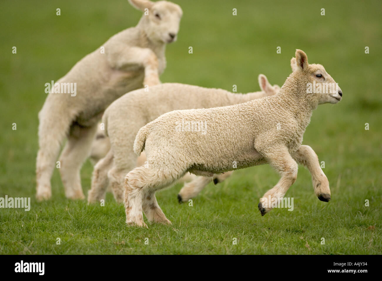 La molla agnelli giocando nel prato in tempo di Pasqua Foto Stock