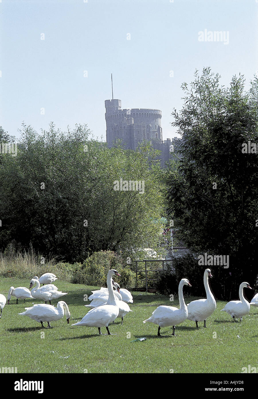 Swans dal Castello di Windsor Foto Stock