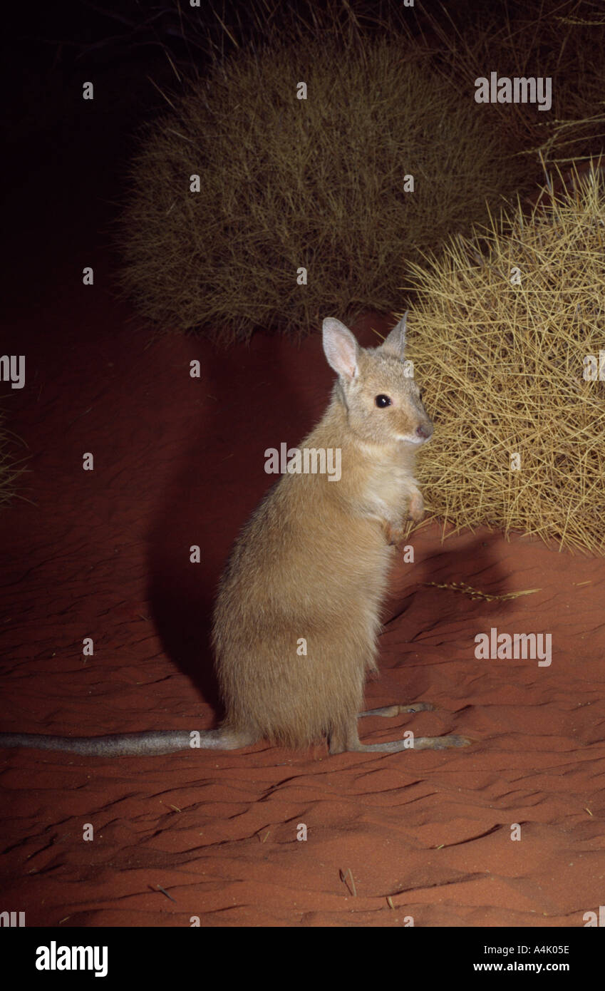 Mala a k a Rufous Hair Wallaby Lagorchestes hirsutus captive Foto Stock